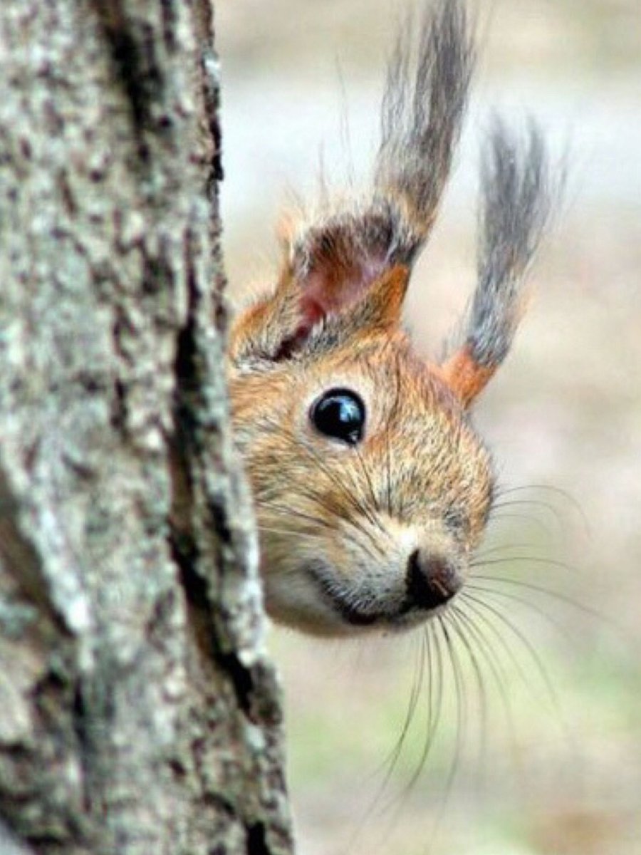 Прикольная белка