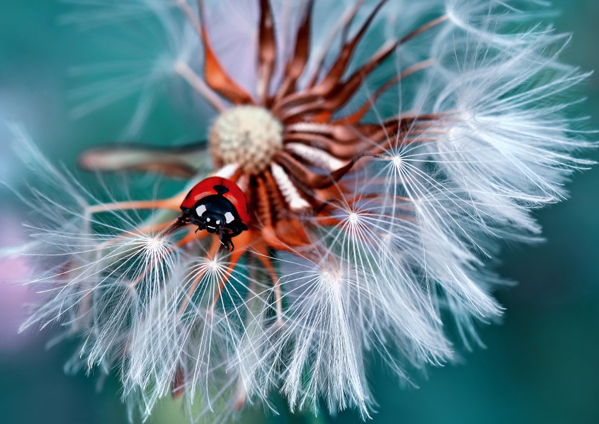 Гусеница бабочки слизневидки