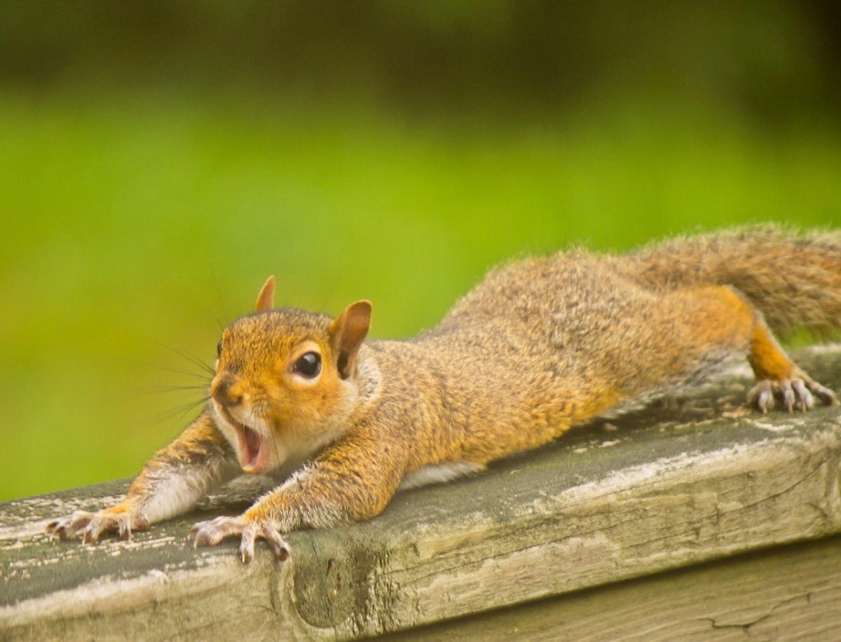 Забавные белки