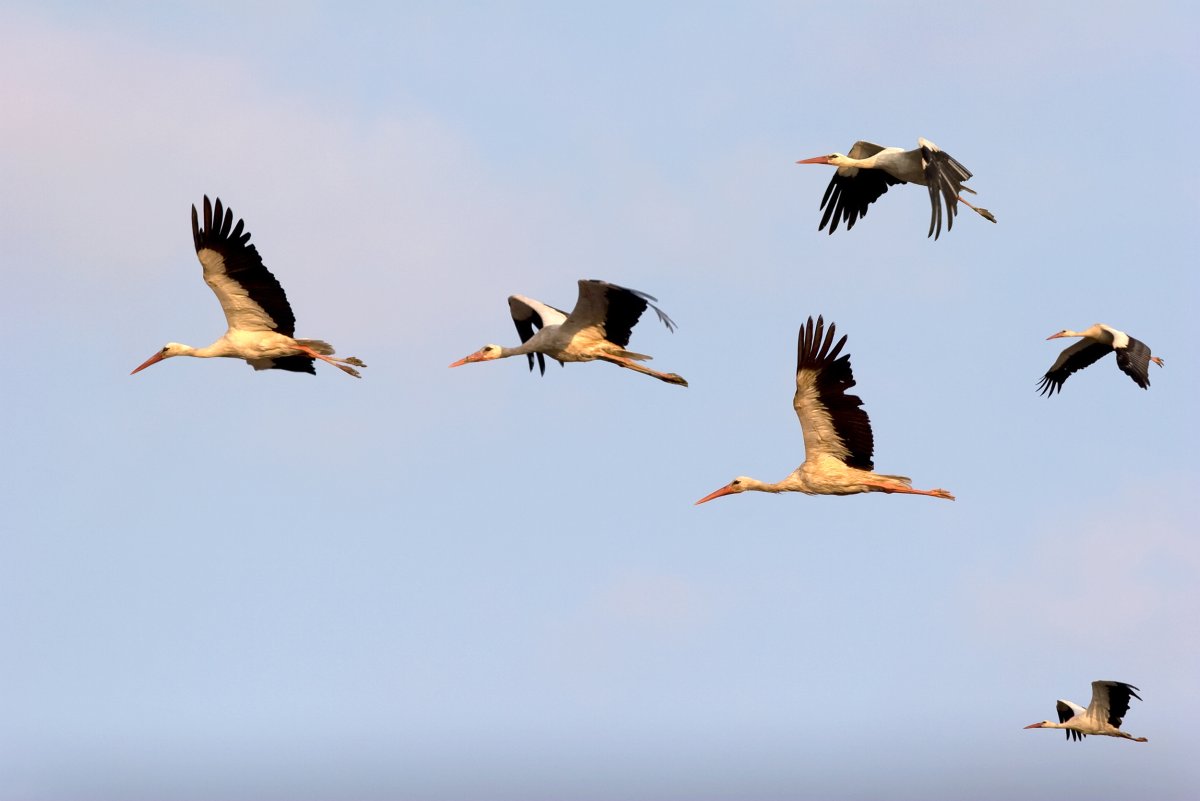 Аисты улетают на Юг