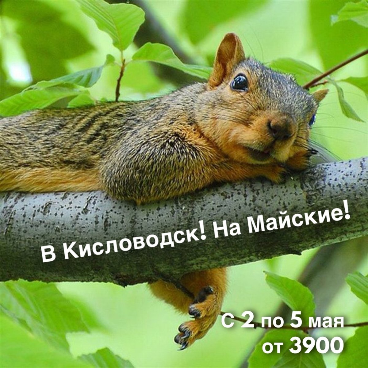 Белка лежит