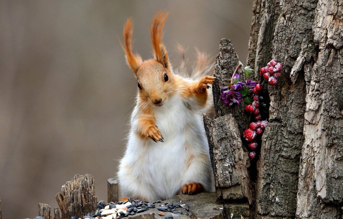 Белка с ягодами