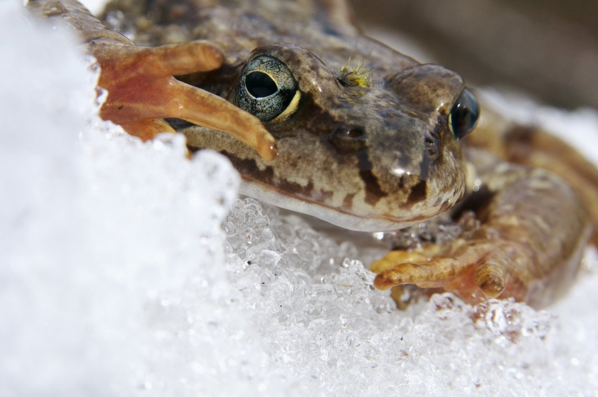 Лягушка в анабиозе фото