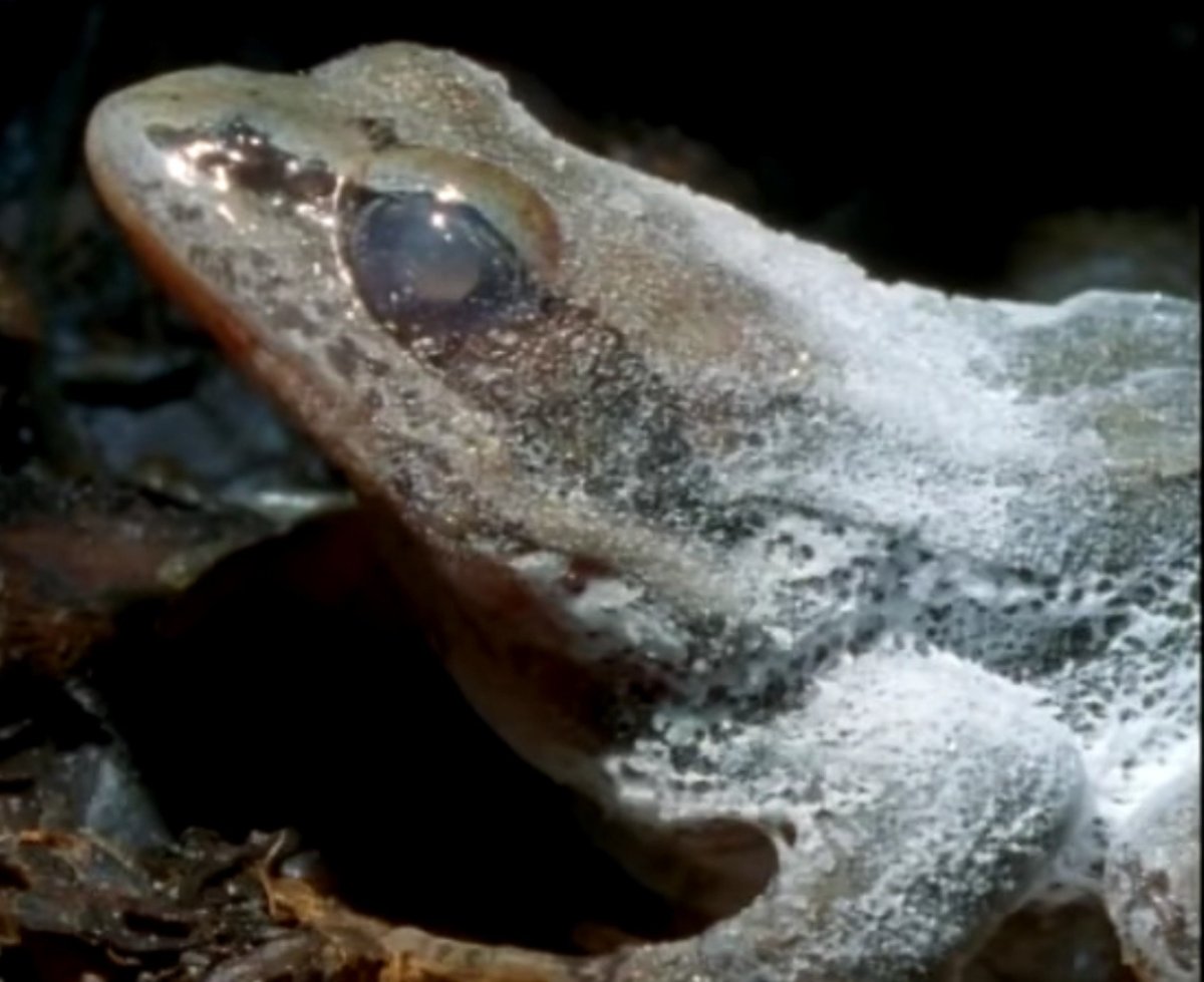 Ледяная лягушка