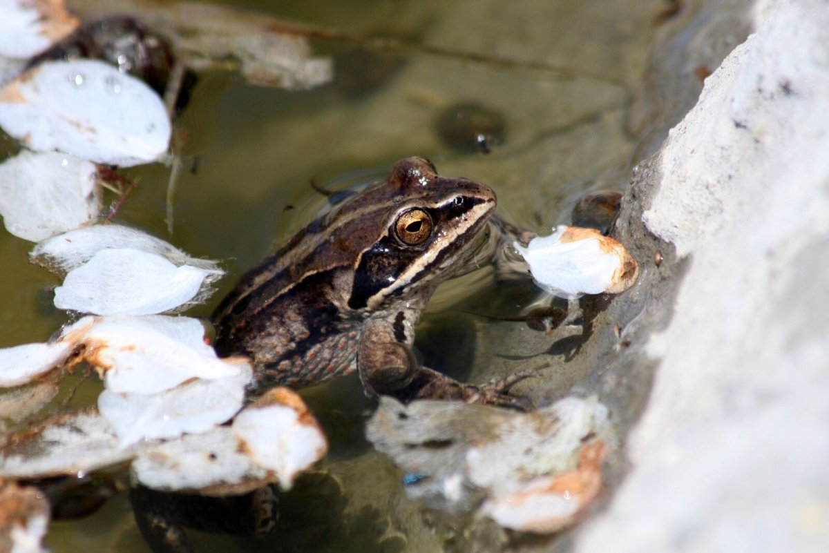 Древесная лягушка Анабиоз