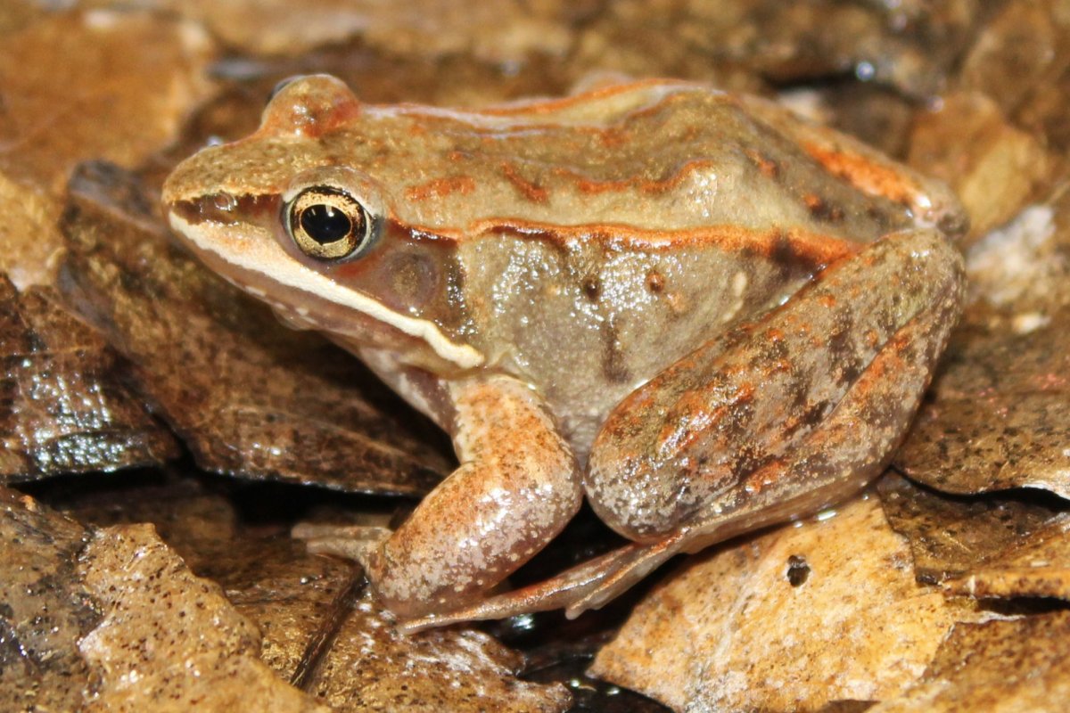 Лягушачий Анабиоз