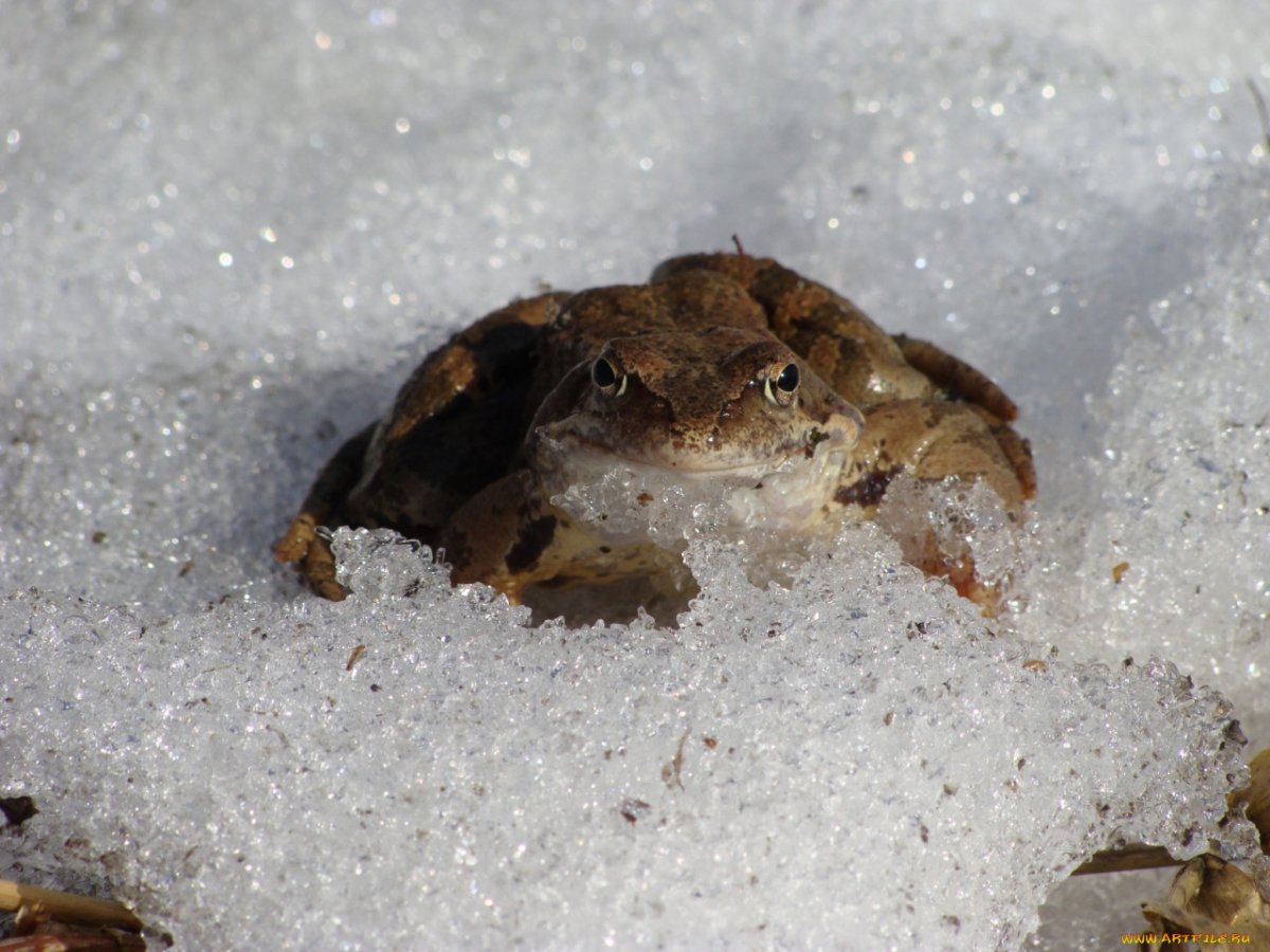 Лягушка травяная Анабиоз