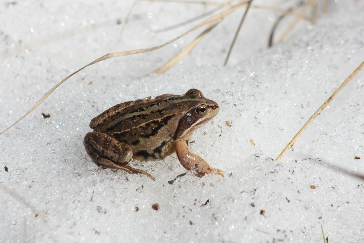 Лягушка травяная Анабиоз