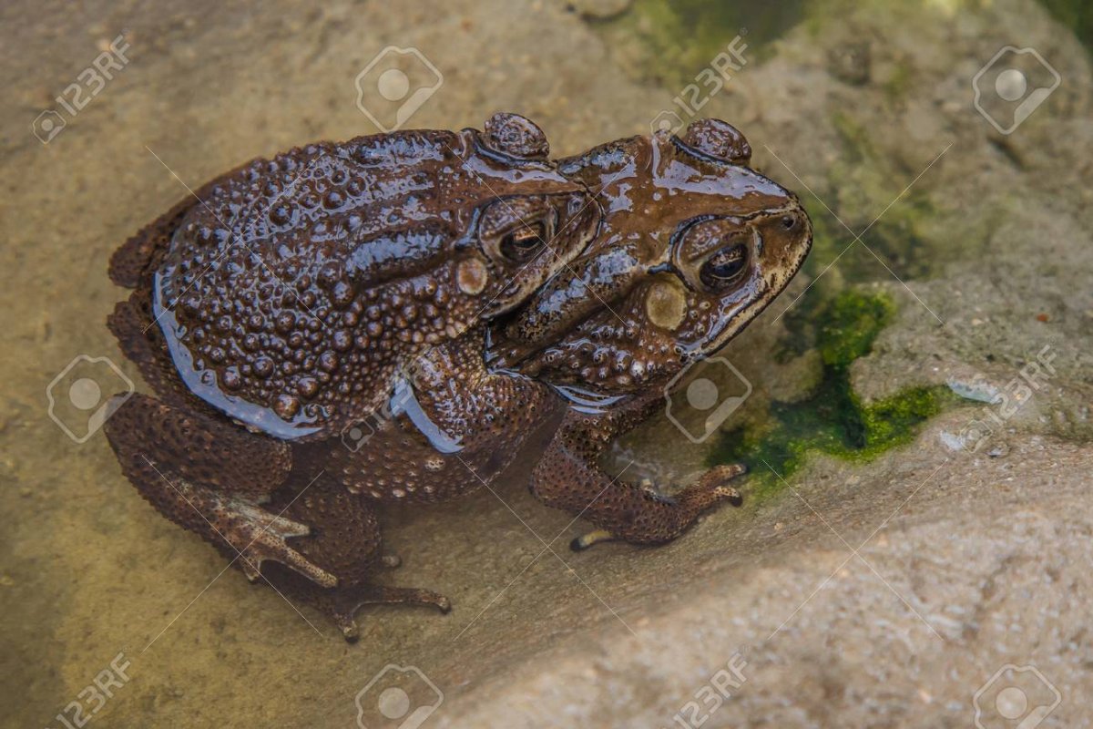 Смешные лягушки