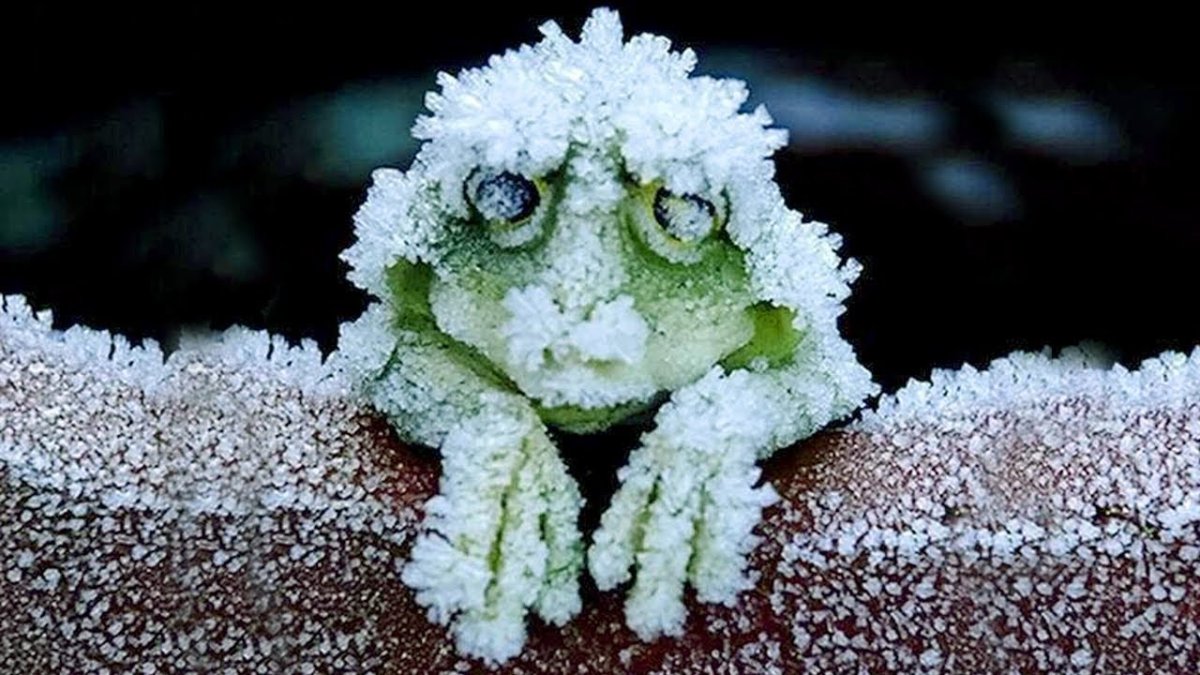 Лягушка травяная Анабиоз