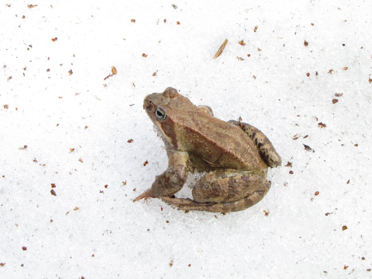 Жабы размножаются на суше