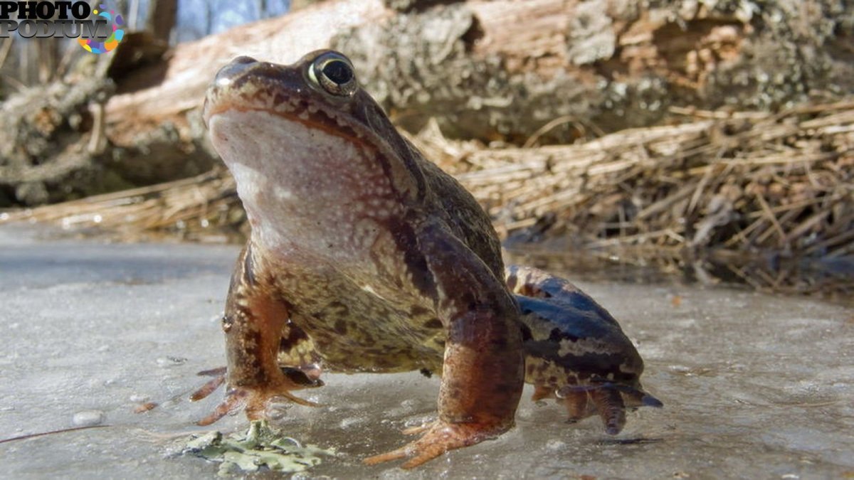 Жаба делающая дмт