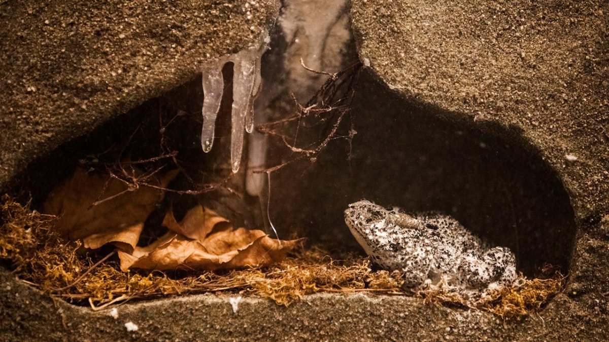 Спящая лягушка подо льдом