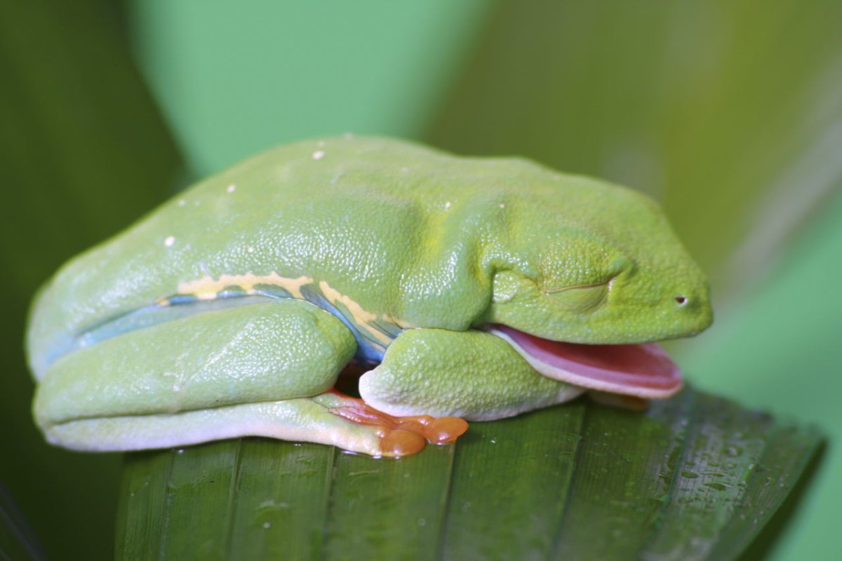 Североамериканская древесная лягушка