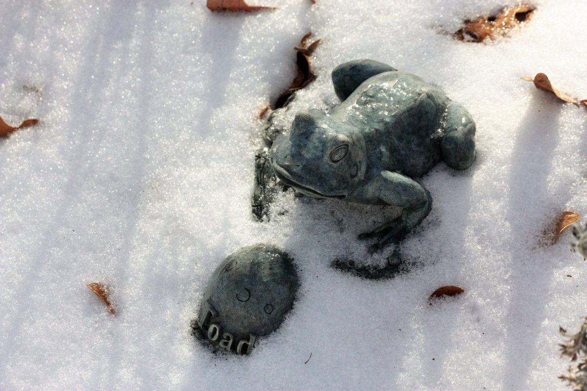 Анабиоз земноводных