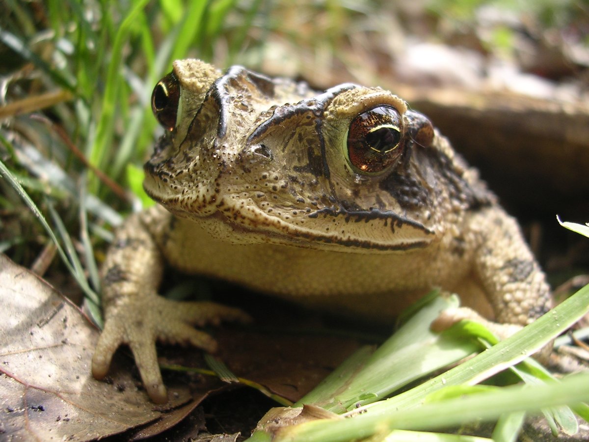 Замерзшая лягушка