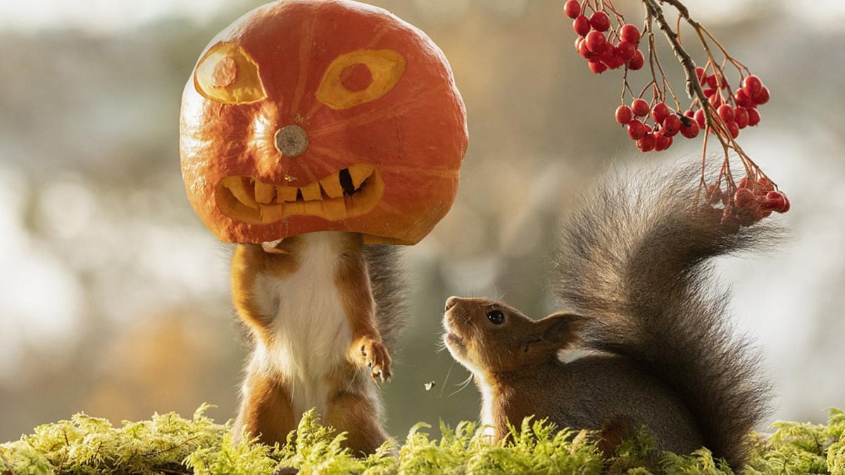 Очень смешной Бельчонок