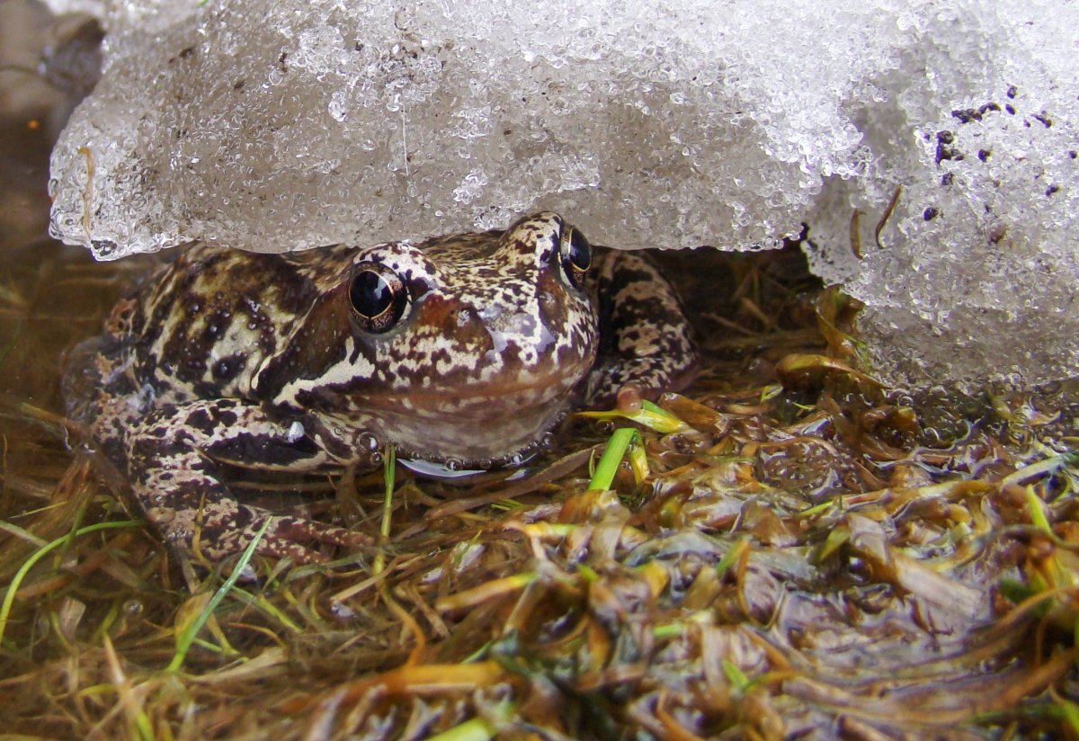 Головастик травяной лягушки