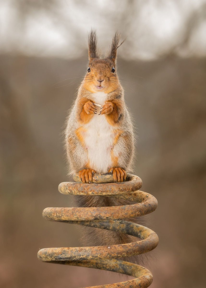 Крутая белка