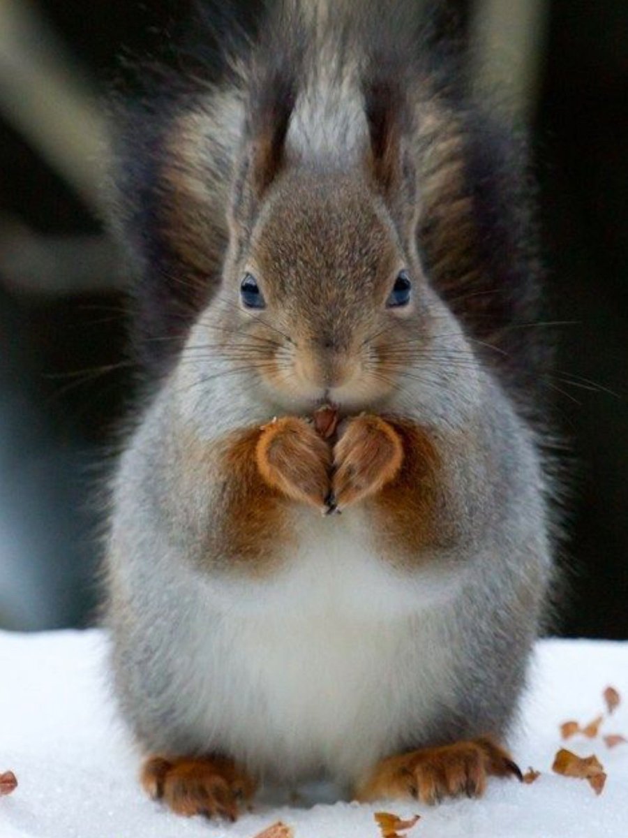 Влюбленные белки