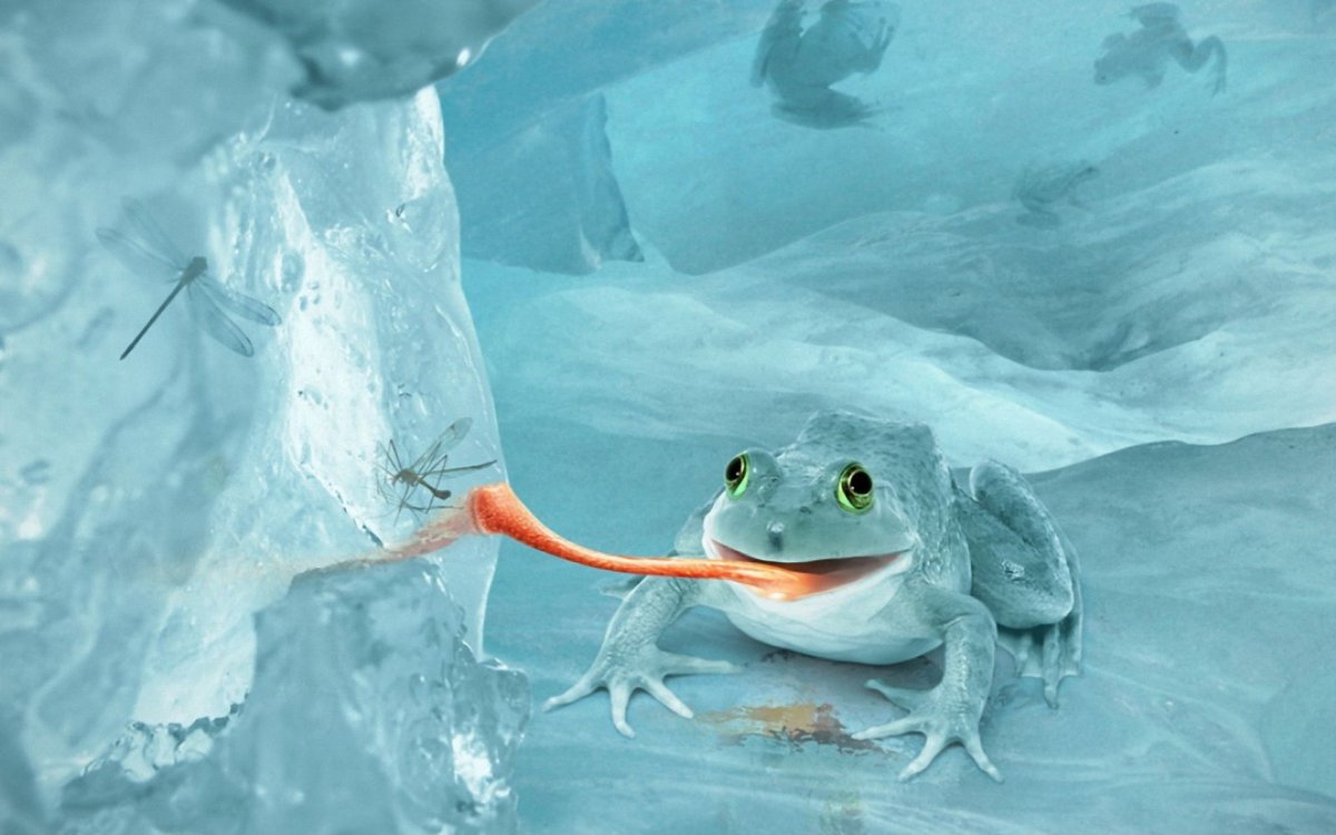 Стая лягушек фото