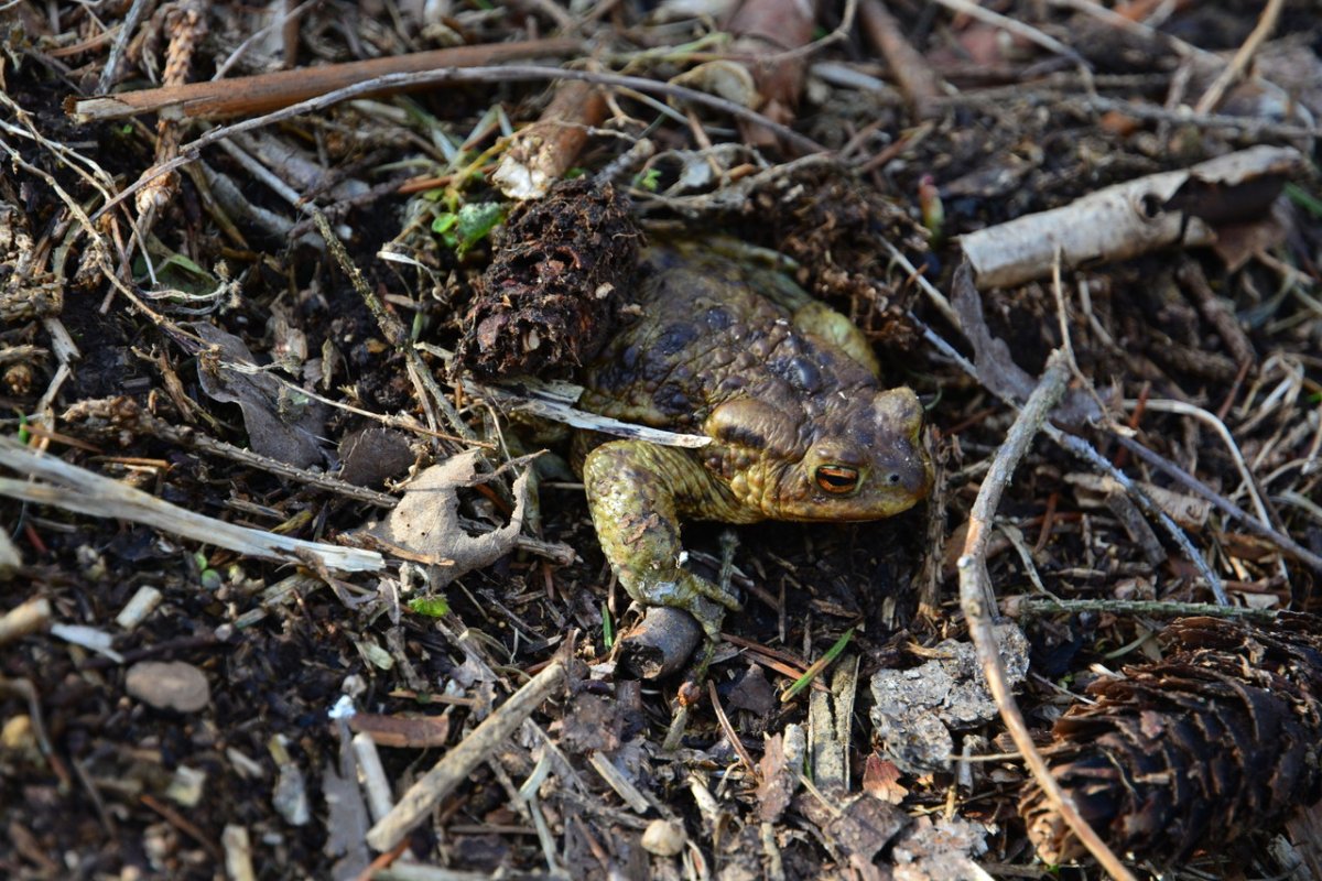 Замерзшая лягушка