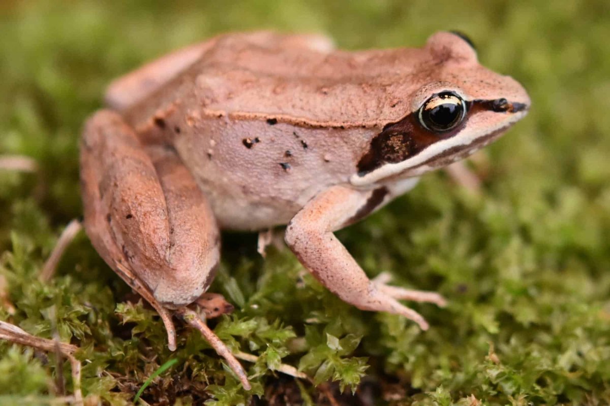 Анабиоз лягушки