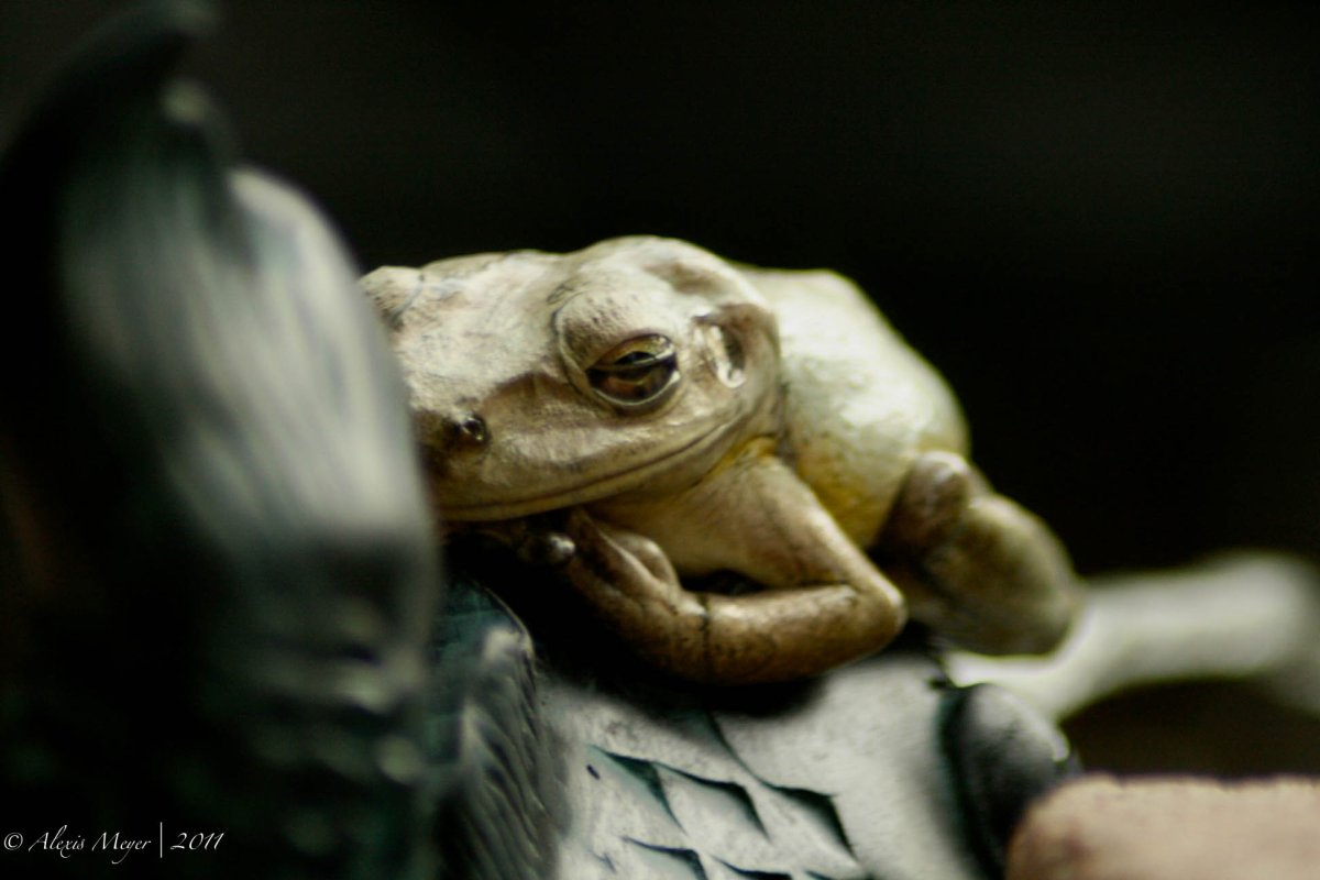 Лесная лягушка(Rana sylvatica) ареал