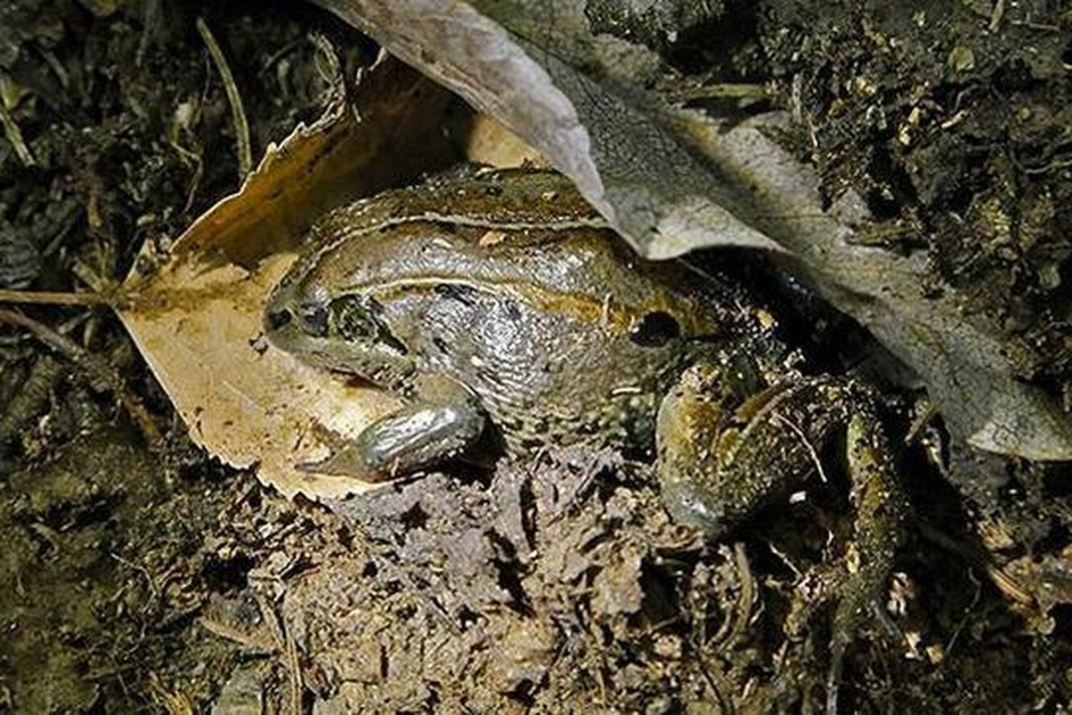 Лягушка зимой