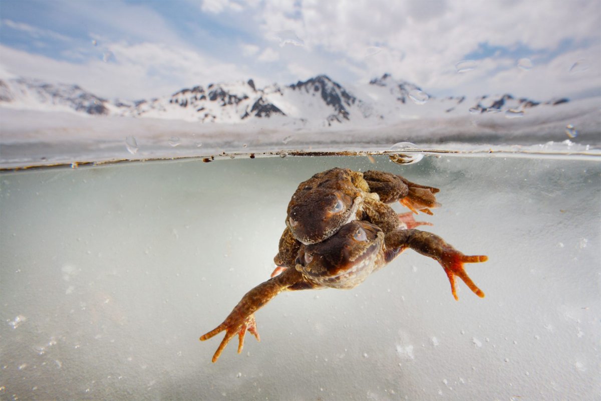 Лягушка Rana sylvatica