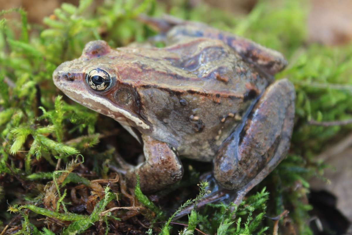 Анабиоз земноводных