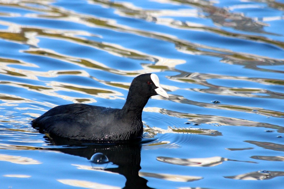 Болотная Курочка лысуха