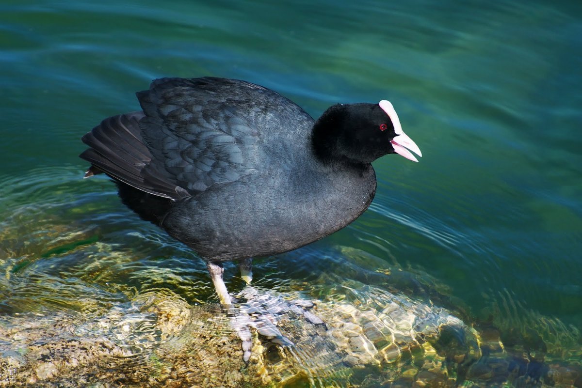 Лысуха пастушковые