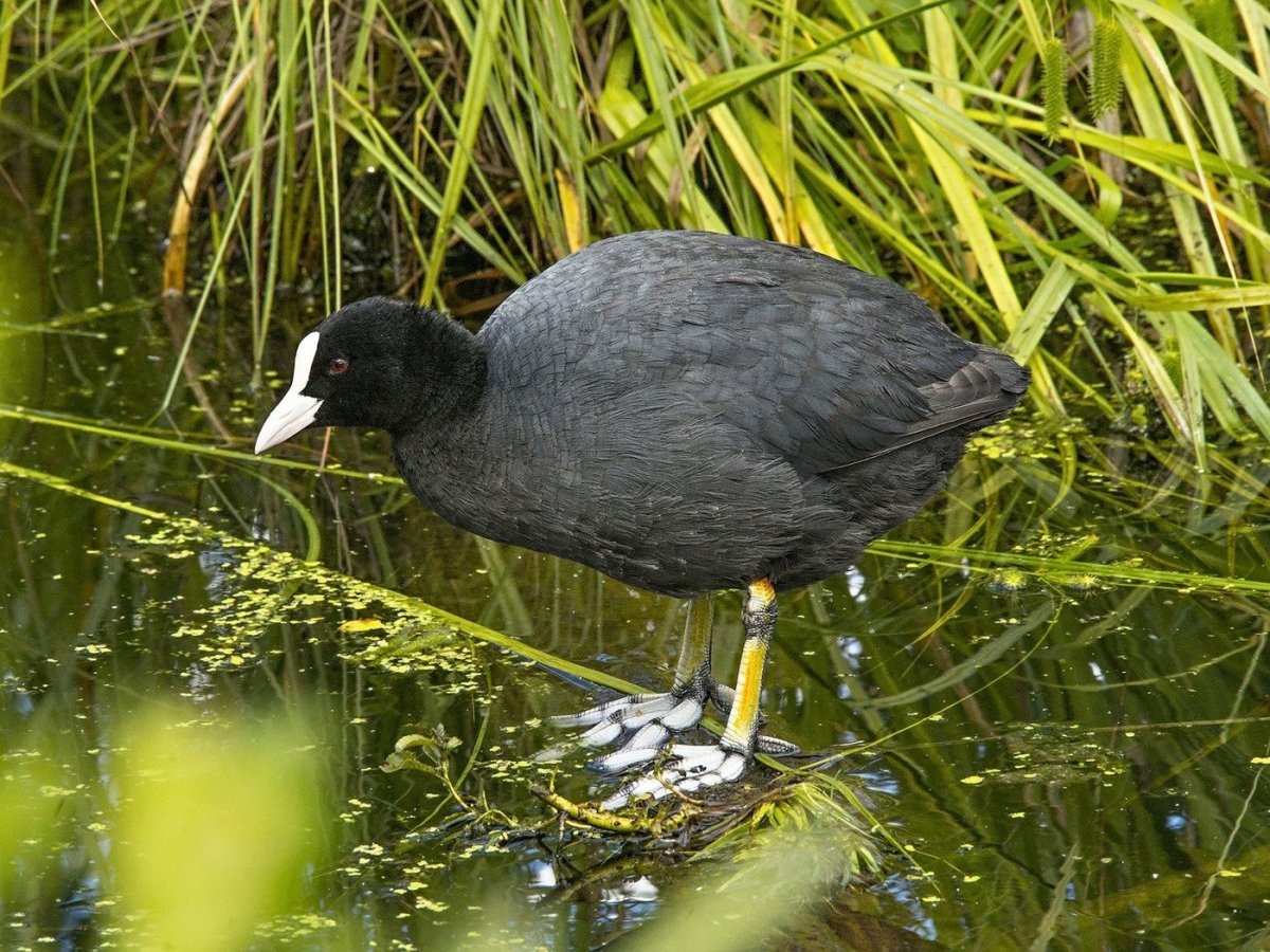 Лысуха журавлеобразная