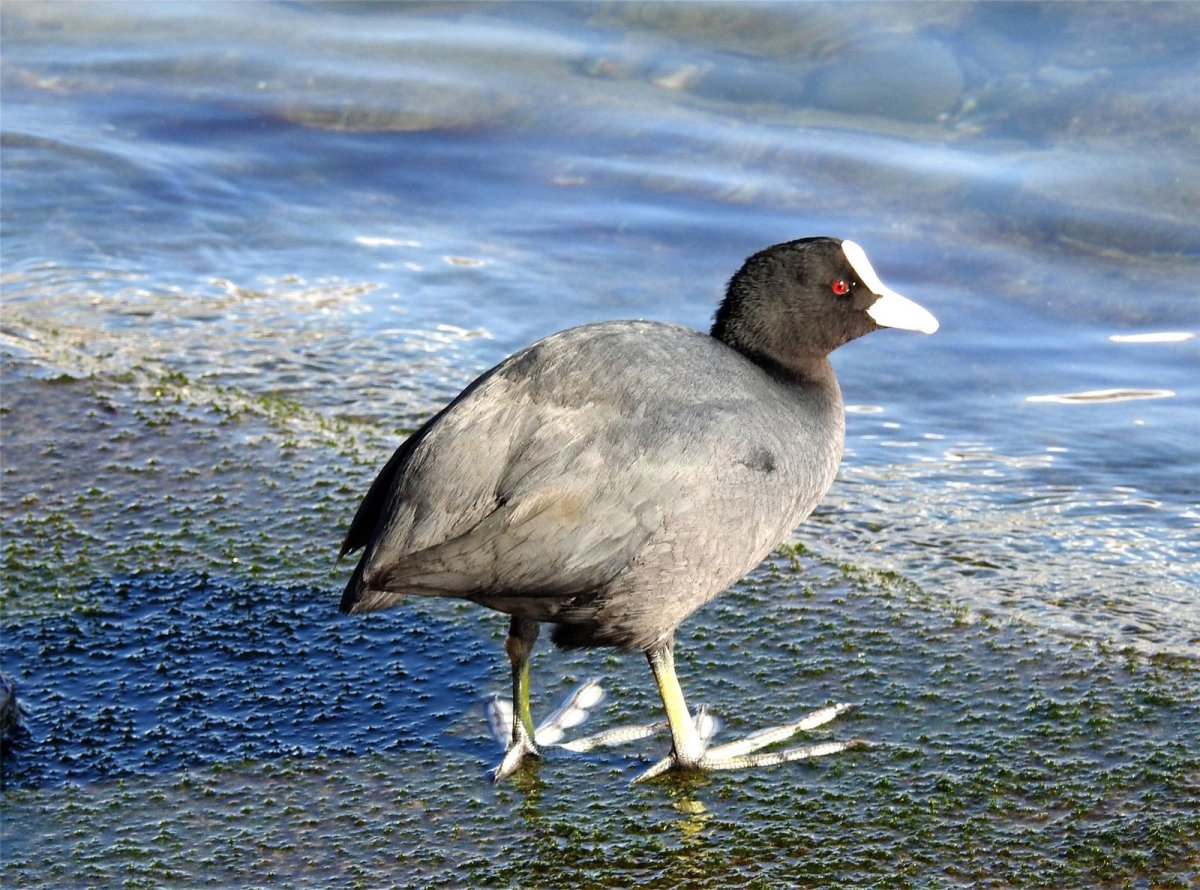 Гагара лысуха