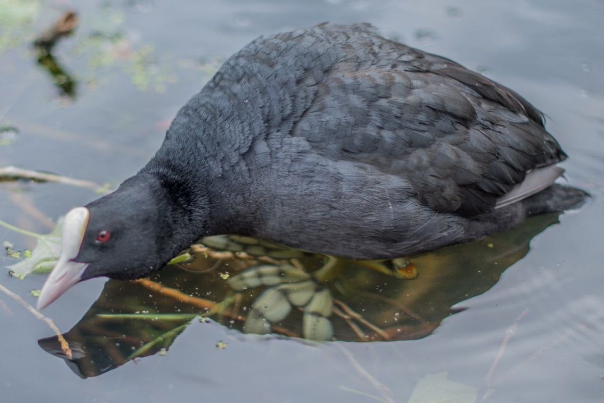 Водяная курица лысуха