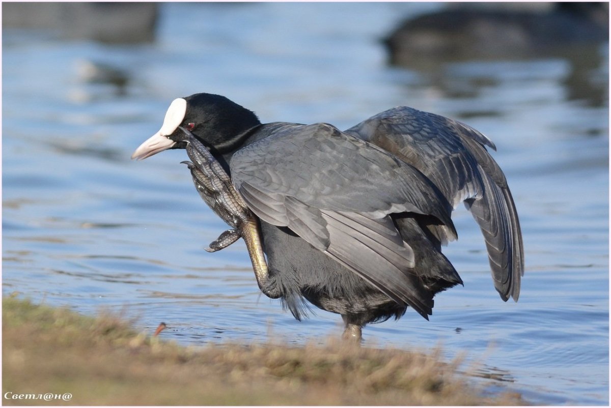 Лысуха лапы