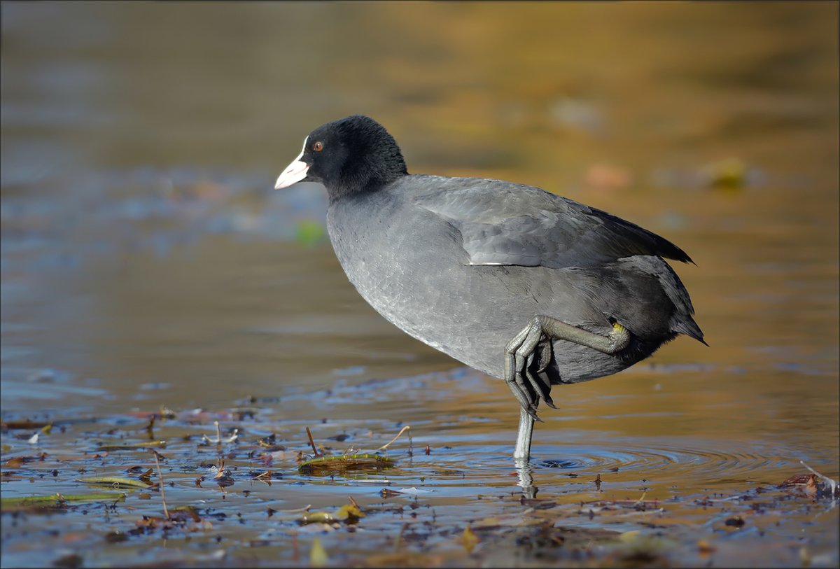 Болотная Курочка лысуха