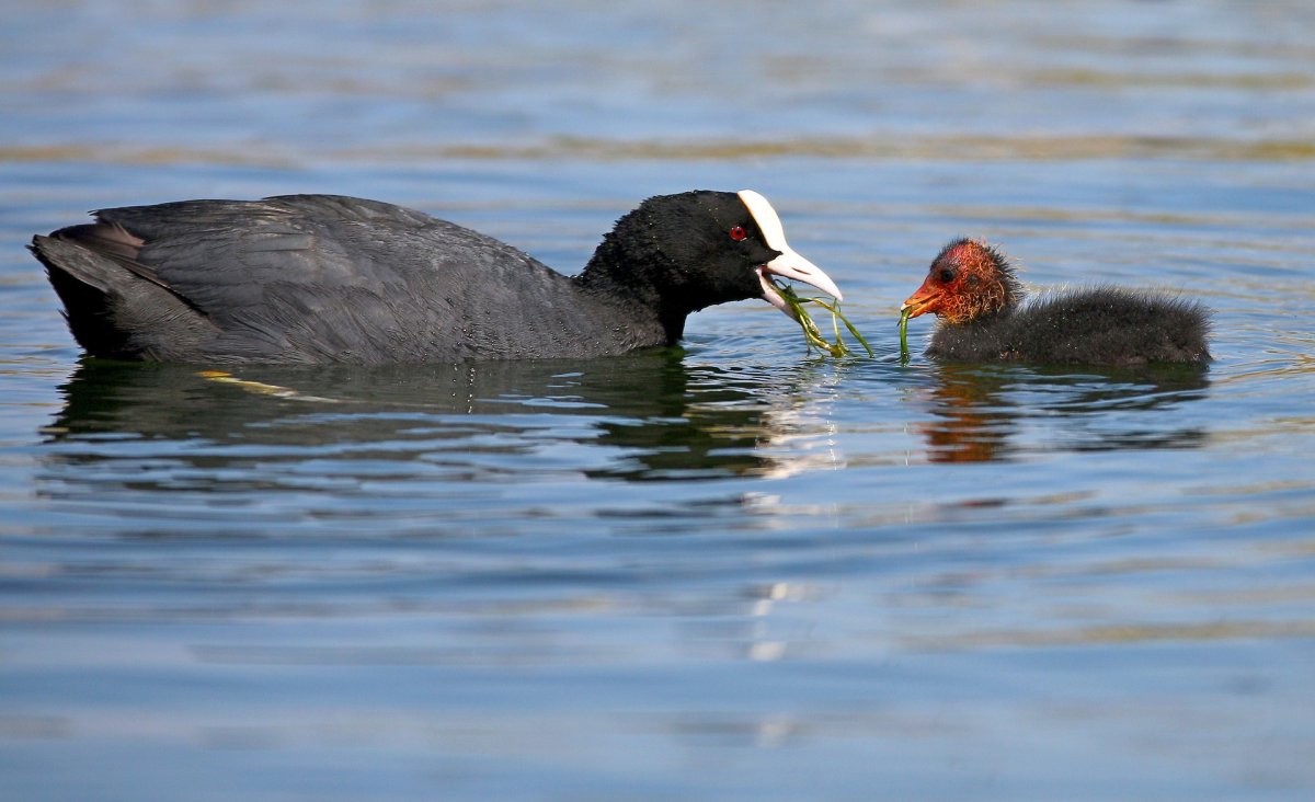 Черная лысуха