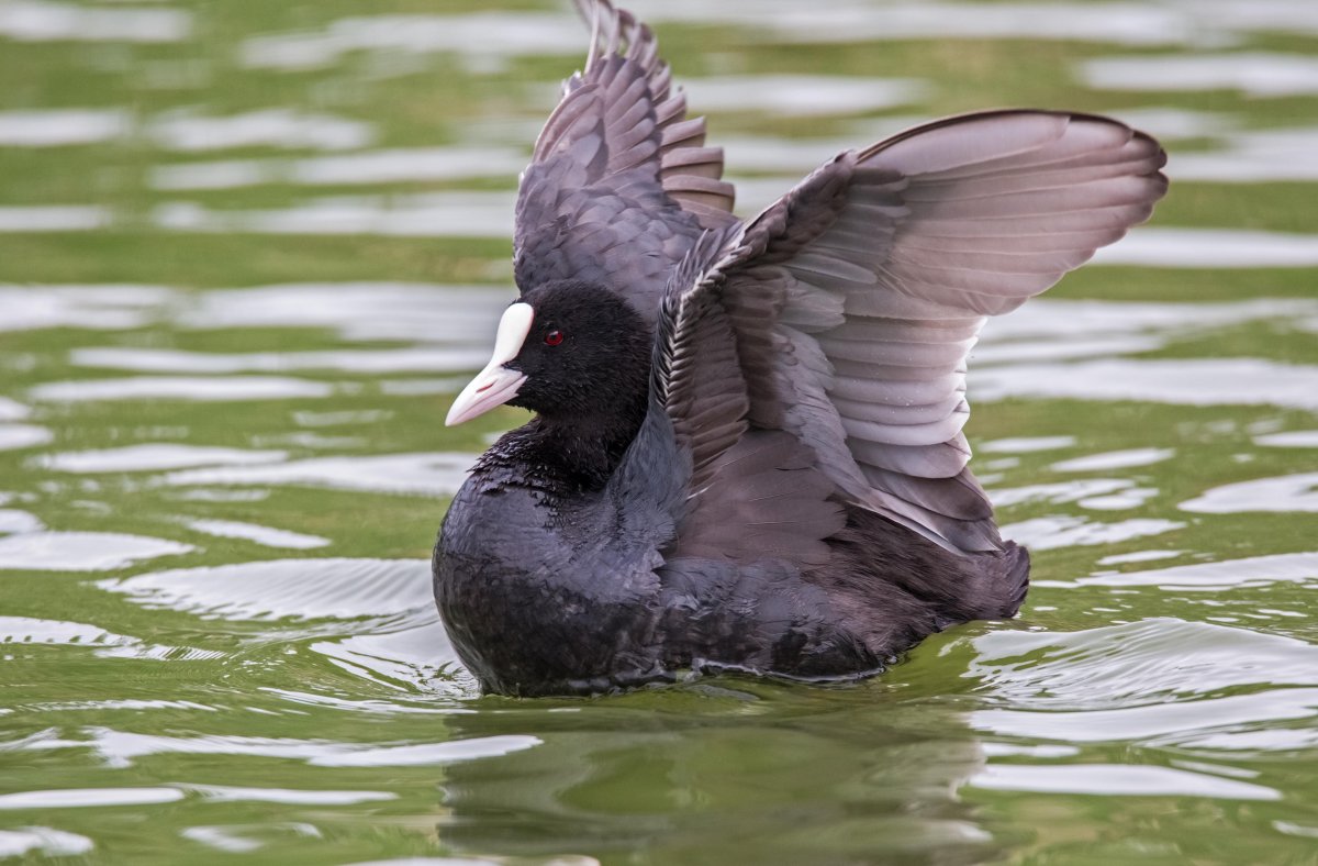 Лысуха утка детеныш