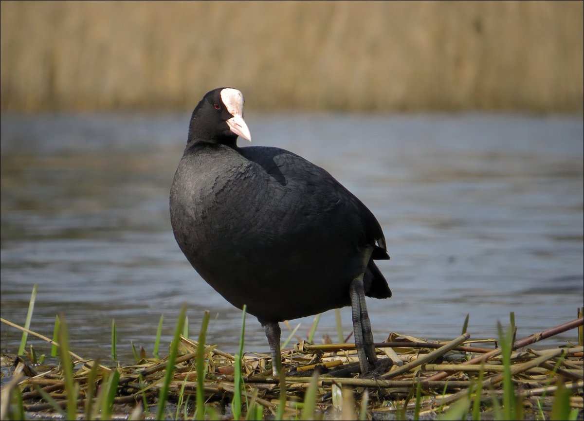 Лысухи водоплавающей птицы