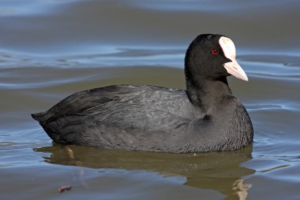 Болотная Курочка лысуха