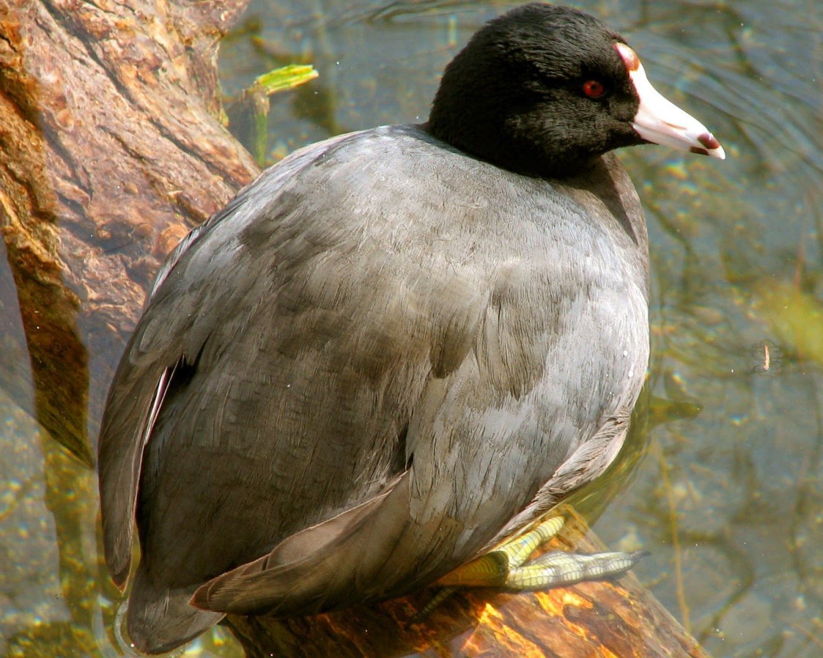 Лысуха птица птенец