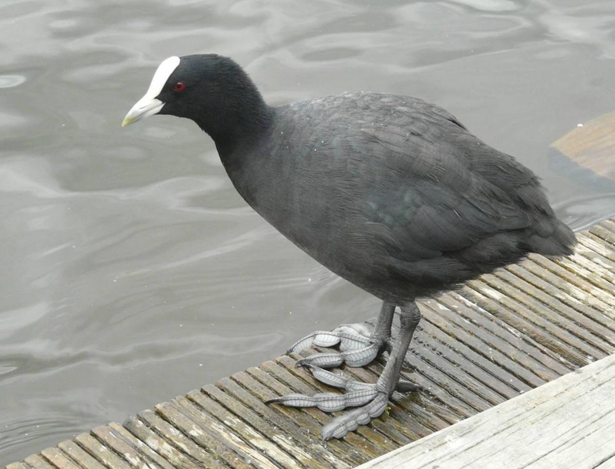 Чёрная утка лысуха