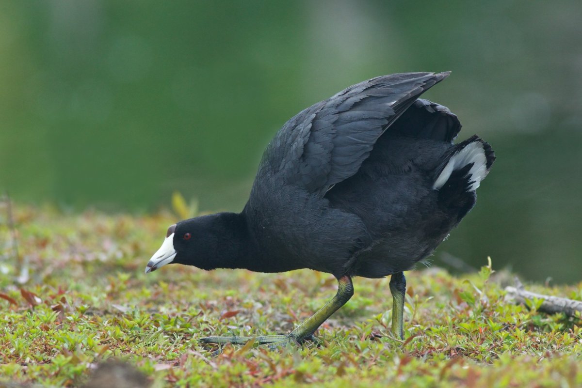 Американская лысуха птица