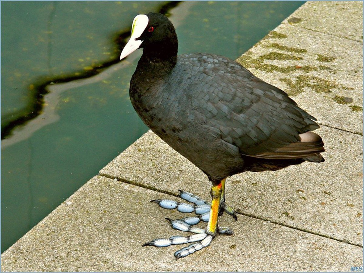 Краснозобая гагара