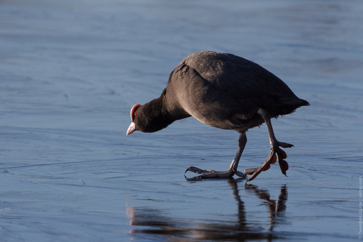 Гигантская лысуха