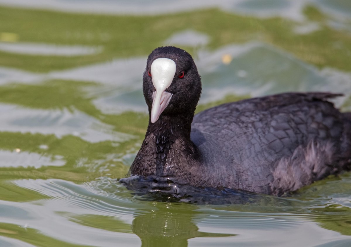 Гагара лысуха