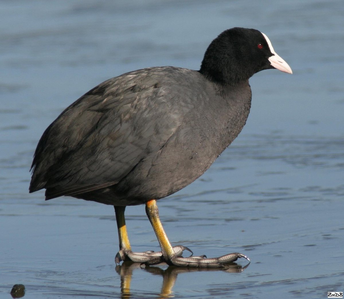 Лысуха (Fulica atra)