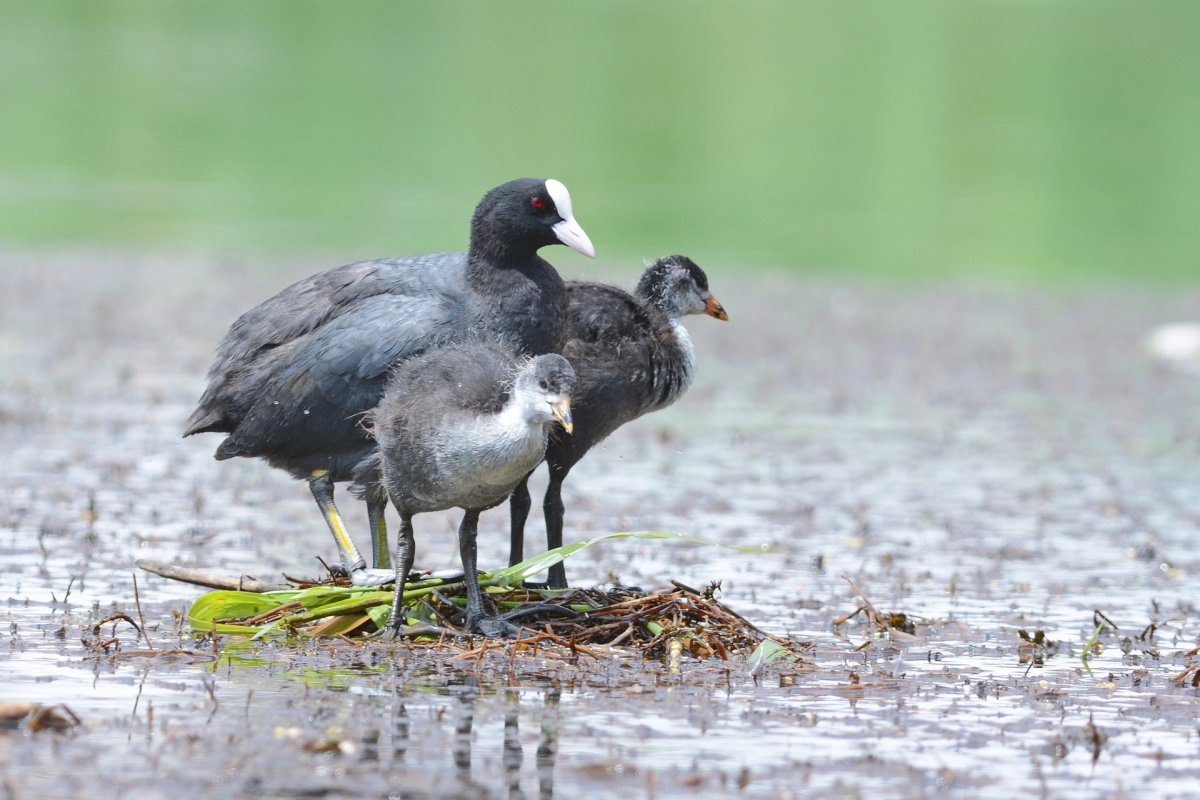 Лысуха птица птенец